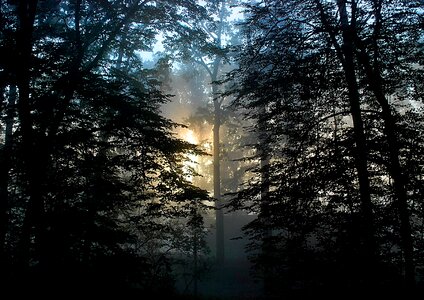 Fog sunrise nature photo