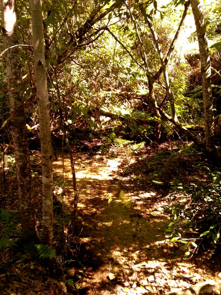 Rainforest at the start of the Kalianna Ridge Track, Budawang National Park 015