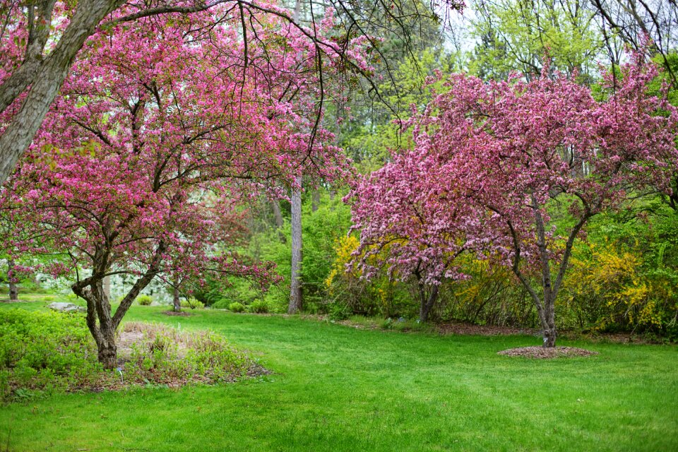 Nature blossoms blossoming