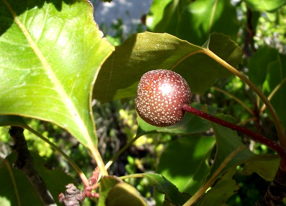 Pyrus kawakamii syn pyrus calleryana