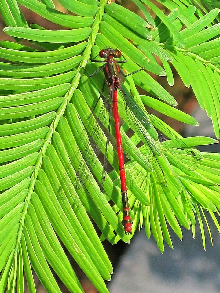 Pyrrhosoma nymphula (Large Red Damselfly), Nijmegen, the Netherlands