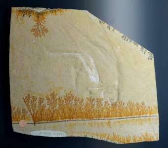 Pycnophlebia speciosa - Museum fur Naturkunde, Berlin - DSC00062