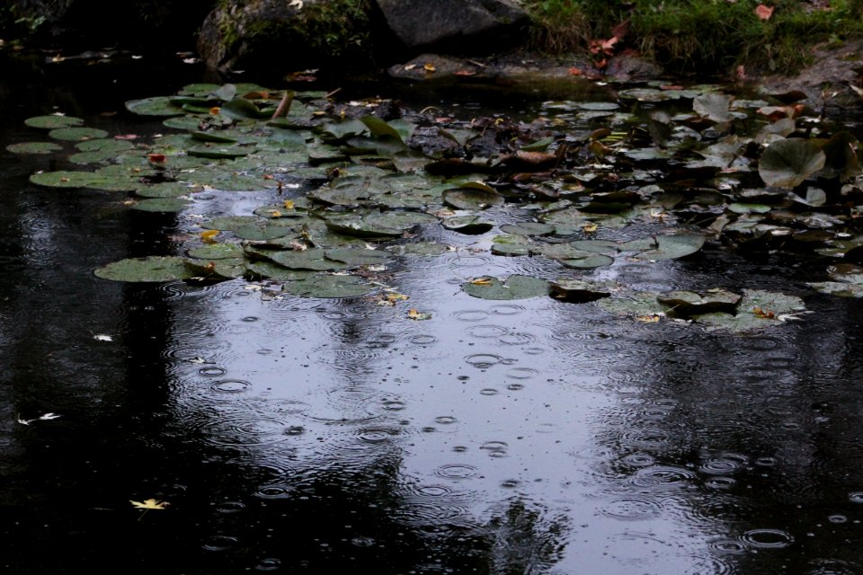 Rain falling on pond, Teen Ranch