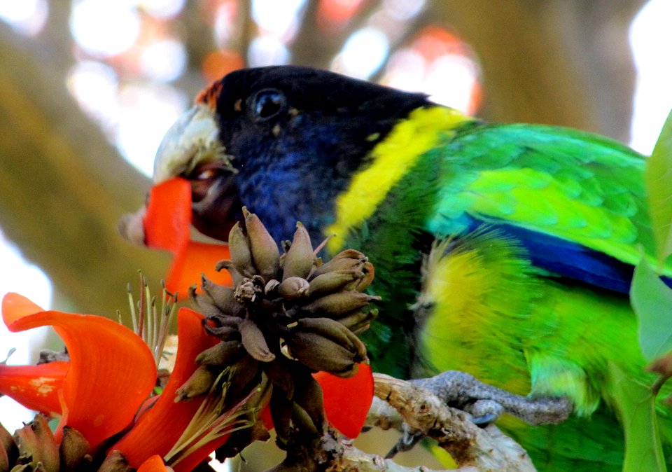 Rainbow lorikeet in Perth