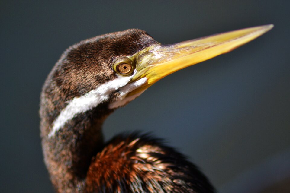 Wild macro face