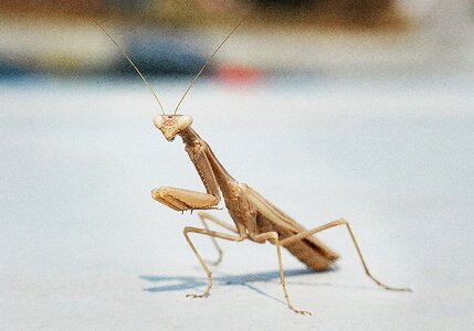 Macro insect greece