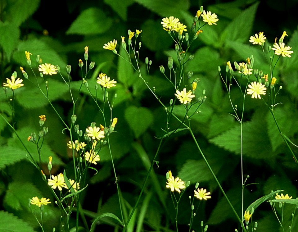 Rainkohl Kohlbruck