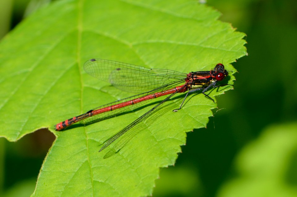 Pyrrhosoma nymphula1