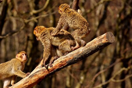 Endangered species monkey mountain salem animal