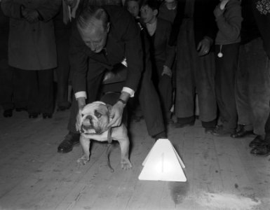 RAI Internationale hondententoonstelling Engelse buldog van J Fris eerste prij, Bestanddeelnr 907-6890