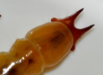 Pyrochroa-coccinea-larva-03-fws