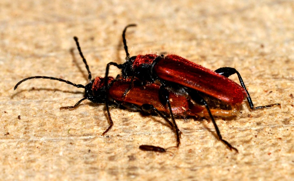 Pyrrhidium-sanguineum-07-fws