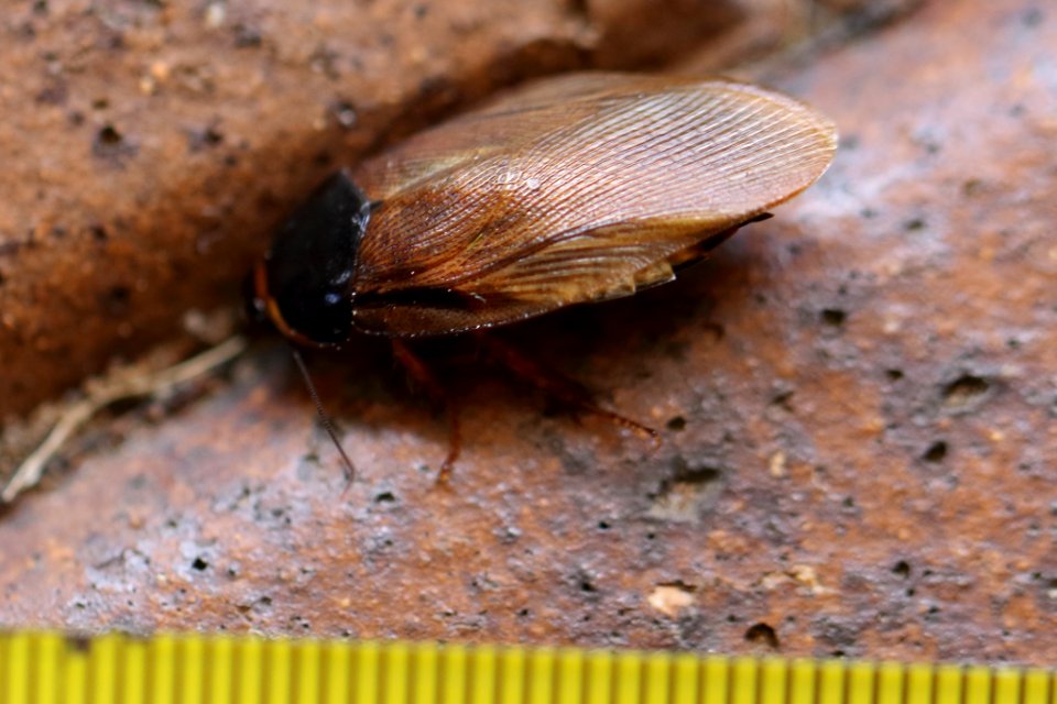 Pycnoscelus surinamensis2