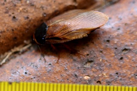 Pycnoscelus surinamensis2