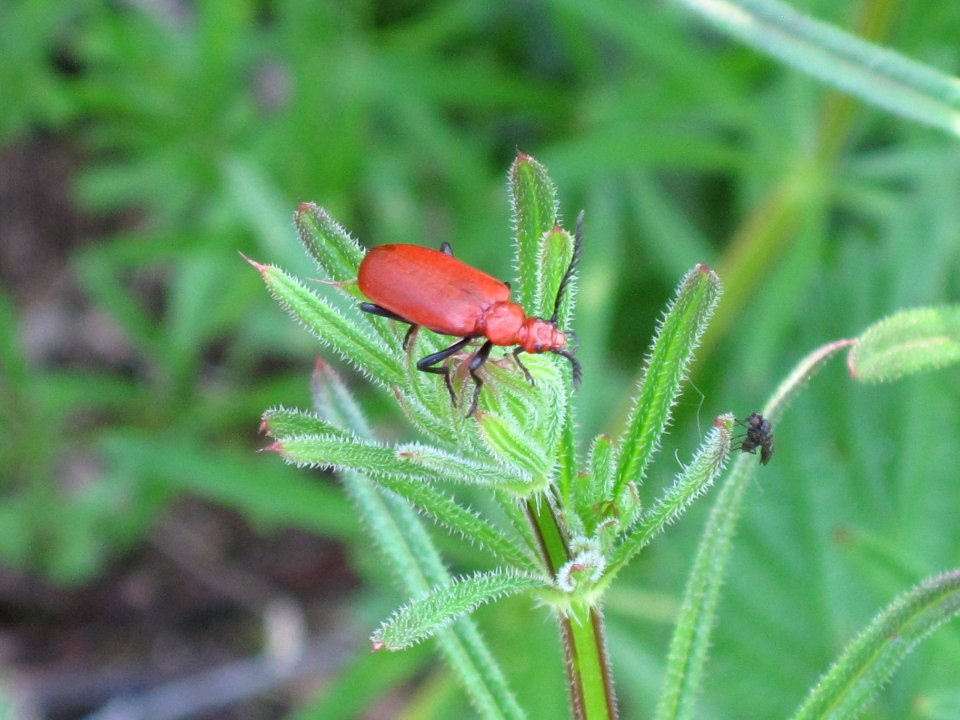 Pyrochroa serraticornis, (Cardinal Beetle), Arnhem, the Netherlands