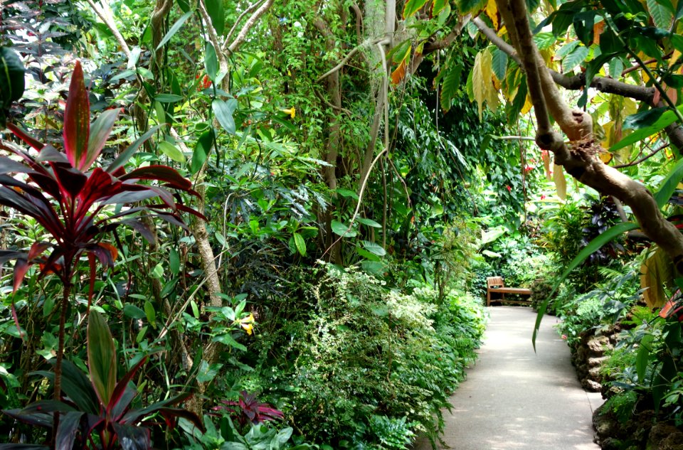 Rain forest - Krohn Conservatory - DSC03697