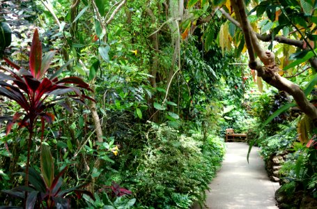 Rain forest - Krohn Conservatory - DSC03697
