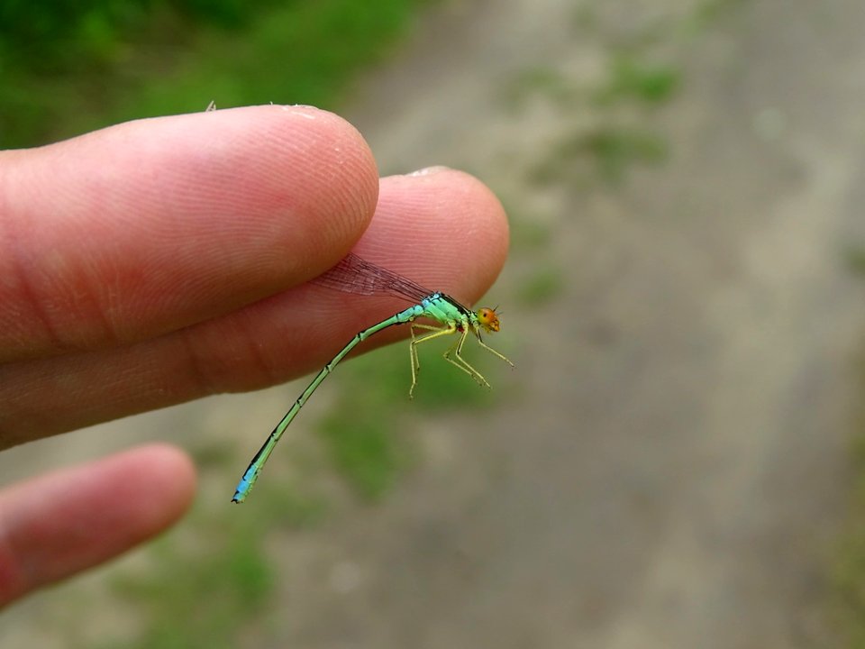 Rainbow bluet 27906967 jun 29 2019