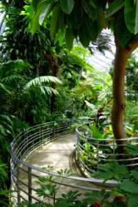 Rain forest - Krohn Conservatory - DSC03694