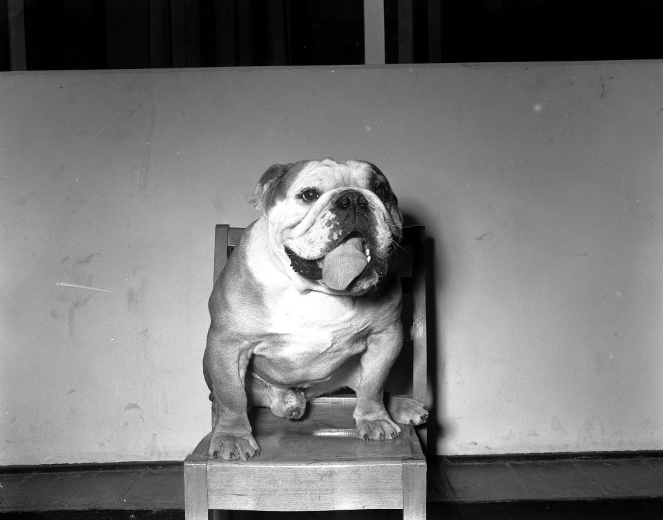 RAI Internationale hondententoonstelling Engelse buldog van J Fris eerste prij, Bestanddeelnr 907-6891