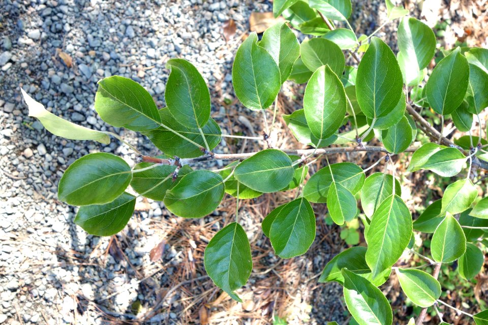 Pyrus pashia - Quarryhill Botanical Garden - DSC03533