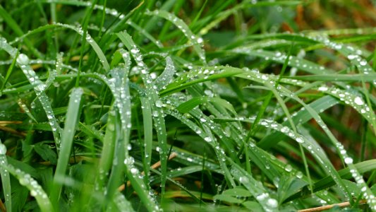 Rain on grass at Holma 1 photo