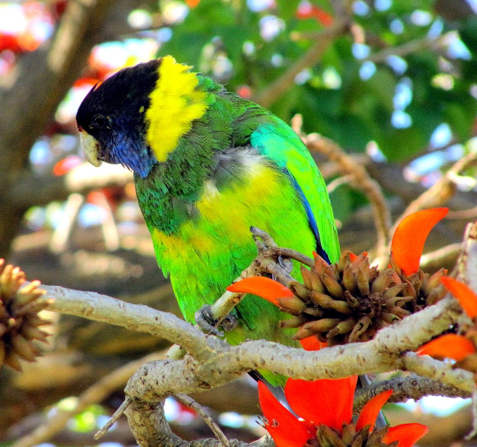 Rainbow lorikeet in a tree Perth