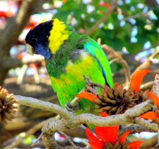 Rainbow lorikeet in a tree Perth