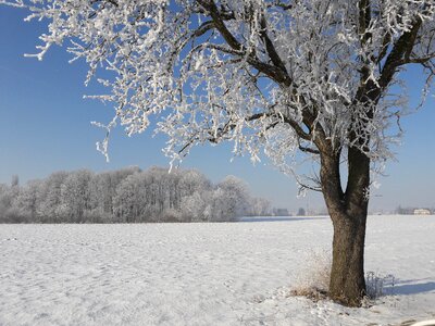 Wintertime icing tree
