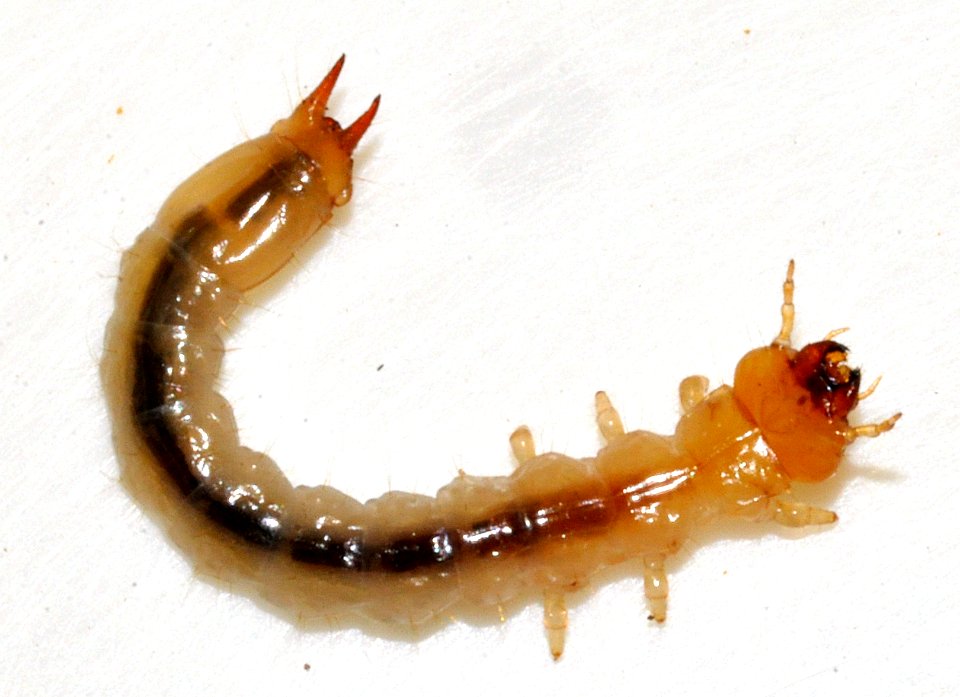Pyrochroa-serraticornis-larva-03-fws