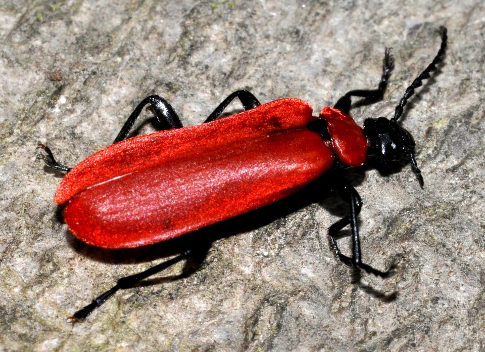 Pyrochroa-coccinea-02-fws