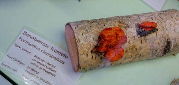 Pycnoporus cinnabarinus - Naturhistorisches Museum Nürnberg - Nuremberg, Gemany - DSC04232