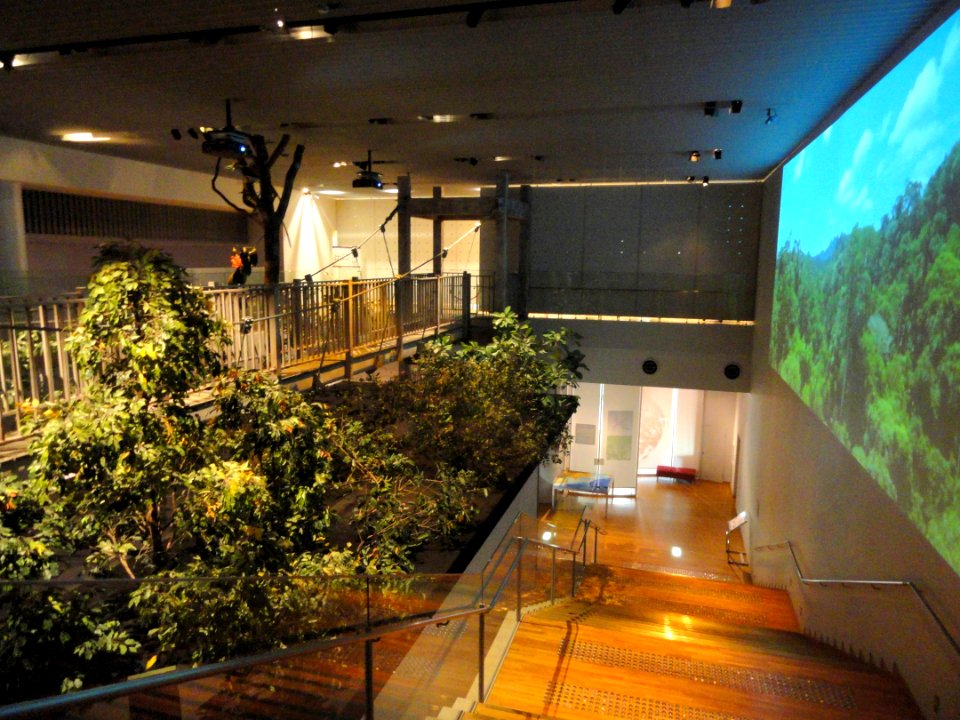 Rain forest - Kyoto University Museum - DSC06473