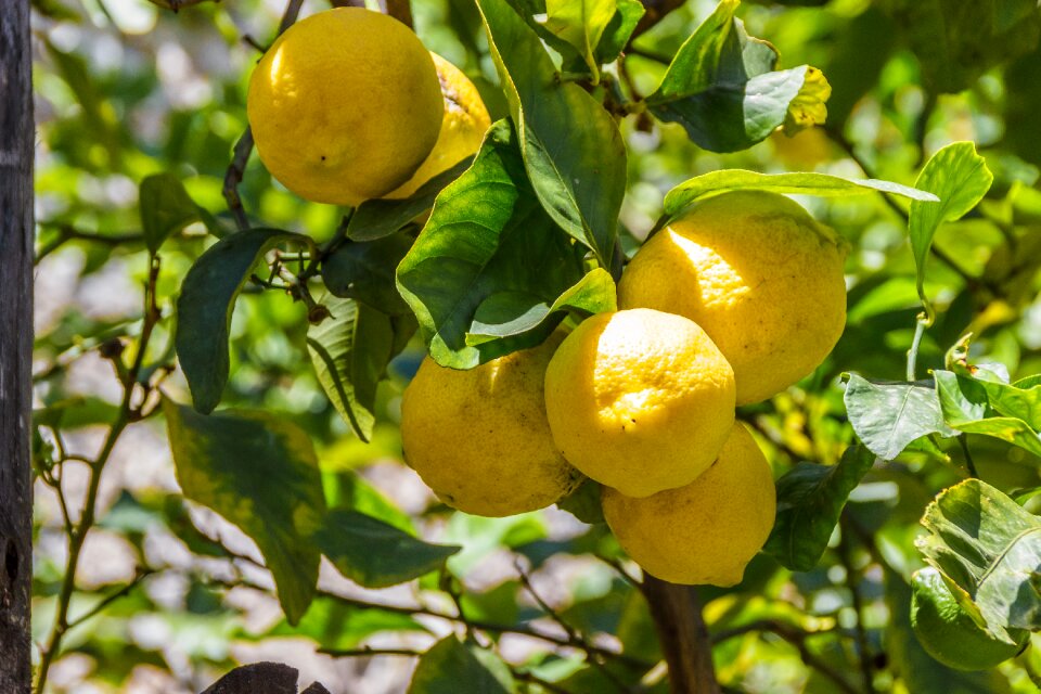 Fruit fruits citrus fruits
