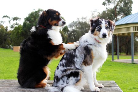 Bestfriends pet treatment