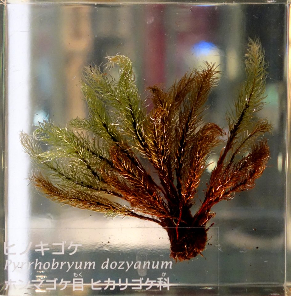 Pyrrhobryum dozyanum - National Museum of Nature and Science, Tokyo - DSC07518