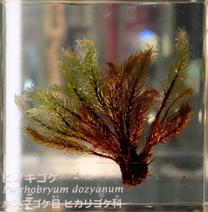 Pyrrhobryum dozyanum - National Museum of Nature and Science, Tokyo - DSC07518