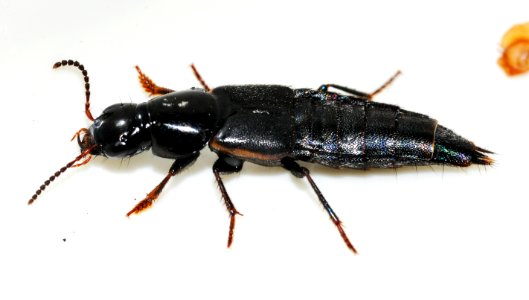 Quedius-lateralis-01-fws