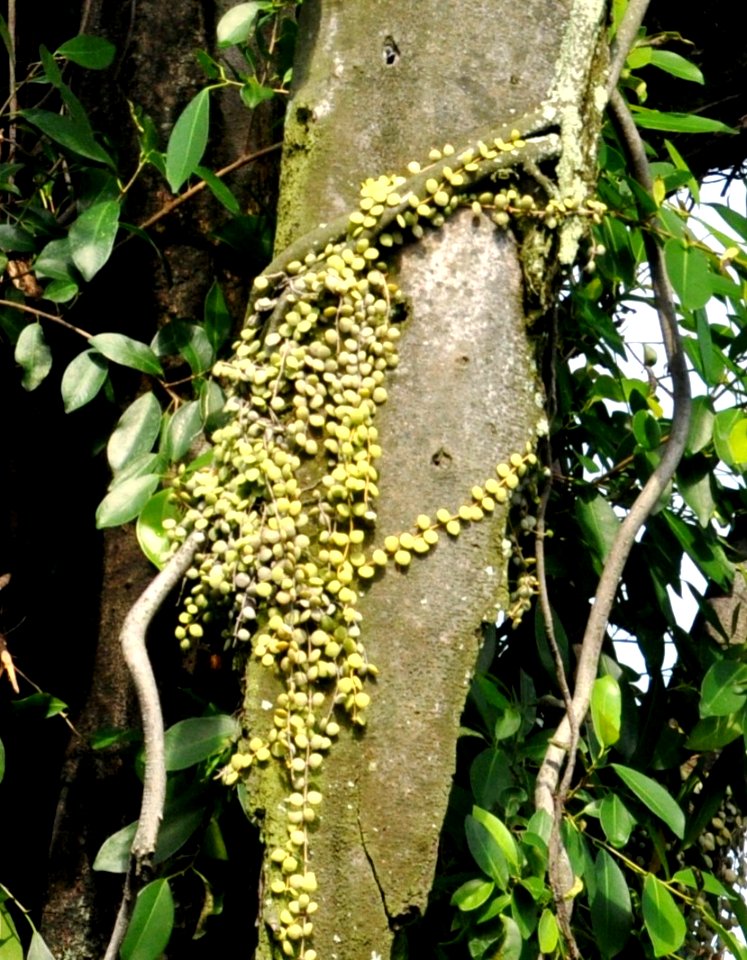 Pyrrosia nummularifolia Slo Pj DSC 0804