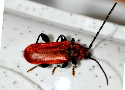 Pyrrhidium-sanguineum-03-fws