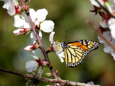 Wanderer almond blossom spring