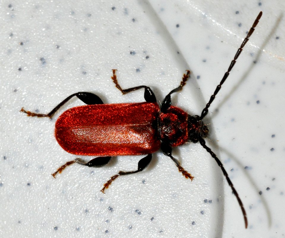 Pyrrhidium-sanguineum-09-fws