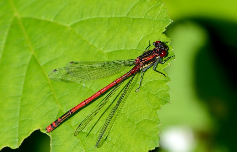 Pyrrhosoma nymphula2