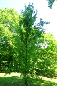 Pyrus ussuriensis - Arnold Arboretum - DSC06844