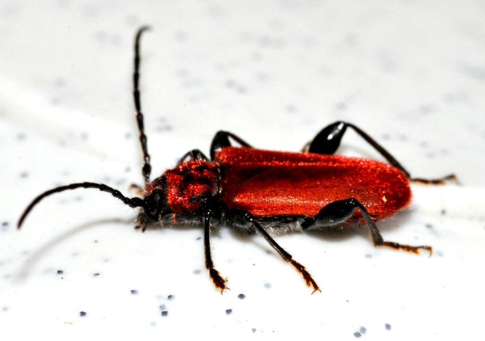Pyrrhidium-sanguineum-05-fws