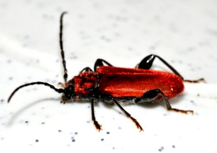 Pyrrhidium-sanguineum-05-fws