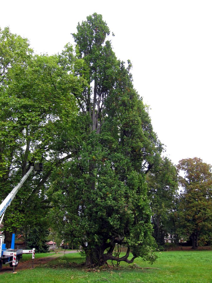 Pyramideneiche Untermerzbach, 2