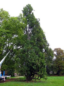 Pyramideneiche Untermerzbach, 2