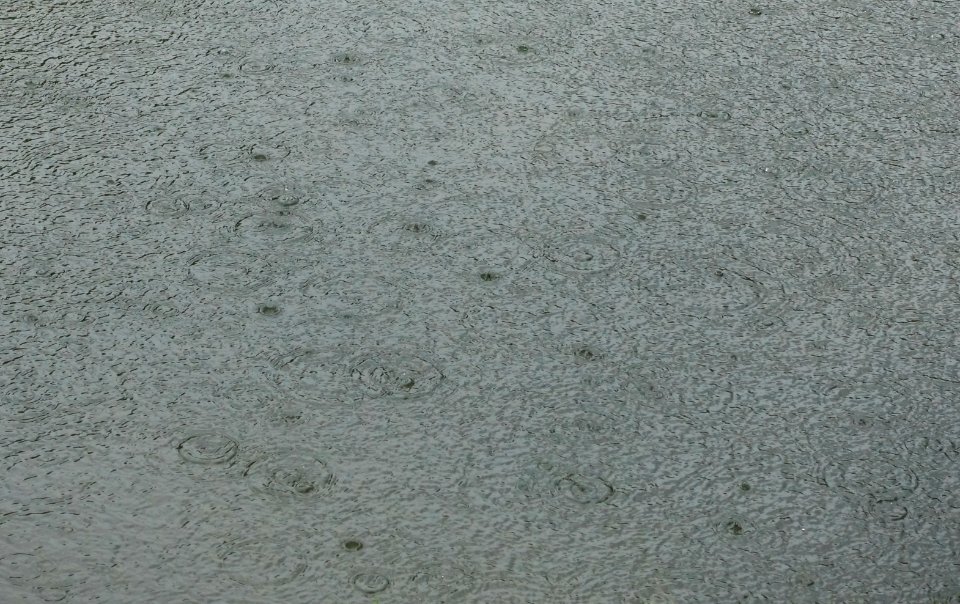 Rain on pond - Toji - Kyoto, Japan - DSC07062