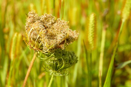 Faded boll plant